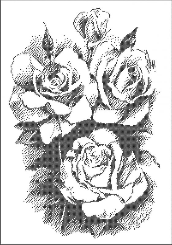 Розы А2-К-099