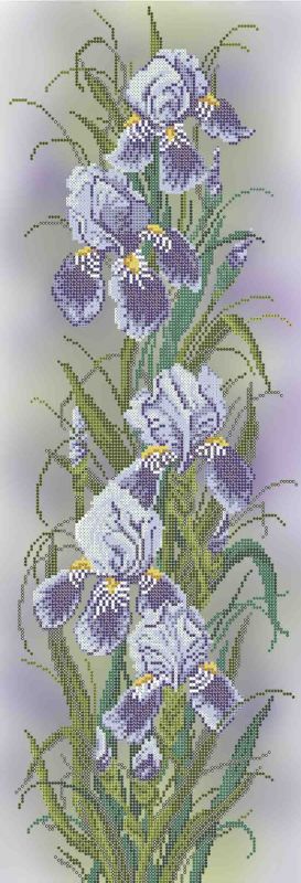 Ирисы А2-П-024